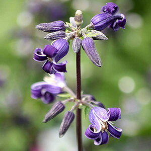 N}`X̕c/N}`XFnbvEij4.5|bg(wNCtHAn)