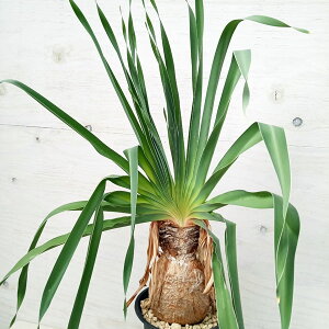 ϗtA/i킯ju[t@FfBXeB` 623-01