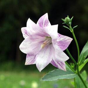 Ԃ̕c/ĂȂLLE(j[jFdnig3|bgij