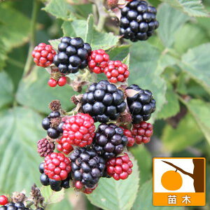 ʎ̕c/LC`Si؂jFubNx[ `FX^[3|bg