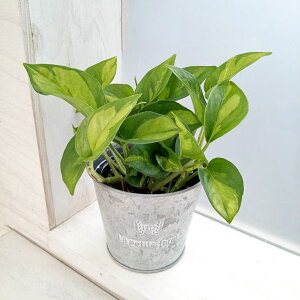 ϗtA/|gXFO[oO[3@Vo[uL|bg