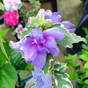 Ԗ ؂̕c/NQiہjFoSbz5|bg