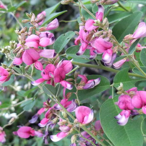 Ԗ ؂̕c/nMijFTVmnMi씋j6|bg