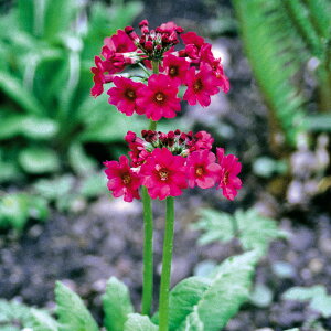 Ԃ̕c/N\EF~[YN]3-3.5|bg*