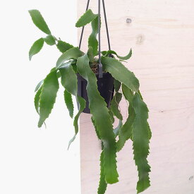 観葉植物/レピスミウム：ホーレティアナム　4号吊り鉢
