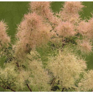 Ԗ ؂̕c/X[Nc[FXm[pt5|bg