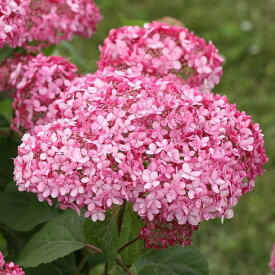 花木 庭木の苗/アメリカアジサイ：ピンクのアナベル2　4号ポット