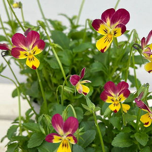 Ԃ̕c/|̃rIFz̃AWF3-3.5|bg 12Zbg