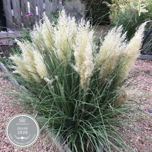 Ԃ̕c/ppXOXF^Cj[ppX5|bg