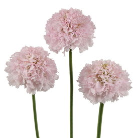 草花の苗/スカビオサ：ボンボンスクープ フレンチバニラ3.5号ポット 3株セット