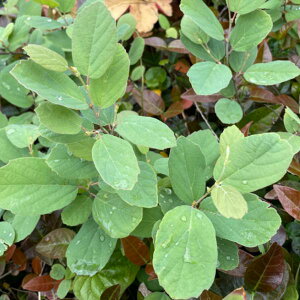 Ԗ ؂̕c/Voi}TNitHTMjFu[~Xg6|bg