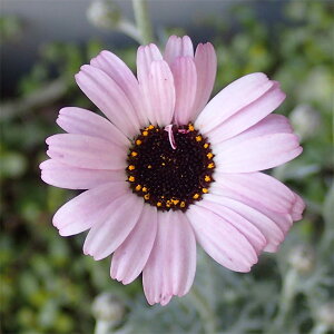 Ԃ̕c/[_Z}FGt@sN3.5|bg 6Zbg