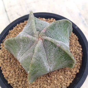 ϗtA/T{eFaPʁiۂ傭j2.5A