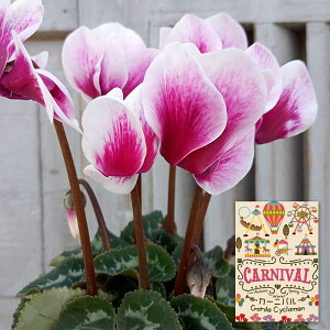 Ԃ̕c/VNFJ[joip[vnj3O|bg