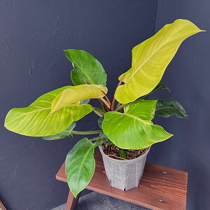 �ϗt�A��/[�I���Z�[��]�i�킯��������j�t�B���f���h�����F�C���y���A���C�G���[�t���[�� 7�����A��24-01