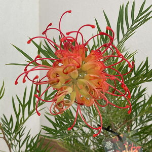 Ԗ ؂̕c/OrAFRRibcACX5|bg