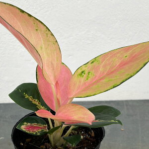 ϗtA/AOIl}F`Cj[Ybhi`Cibhj3.5