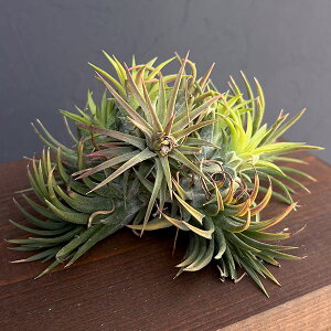 ϗtA/`WAFMayan Town Pole No.2988