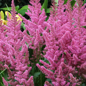 Ԃ̕c/AX`xFrWYCsN3.5|bg