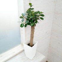 楽天市場】パンダガジュマル 5の通販 