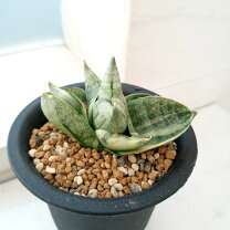 楽天市場】サンスベリア 希少の通販 