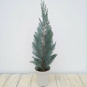 Ԗ ؂̕c/Rjt@[([\qmL)FRiXOEJ4A