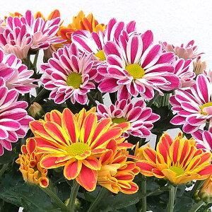 |bg}iejFA[eBXeBbNA[~2F5A 6Zbg