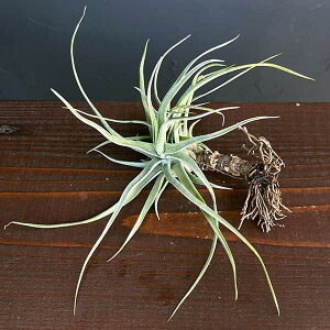 ϗtA/`WAFT.ehlersiana sp clumps