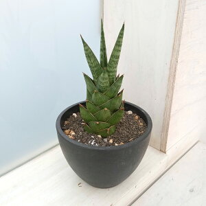 ϗtA/i킯jTZxAFbN} 3.5vA22-02