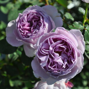 o̕c/iJԗ\芔jTEIGeBXEvObVIF6pA*