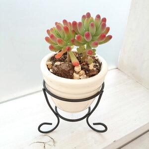 ϗtA/Z_FSiƂ߂j N[E|bgSAX^h