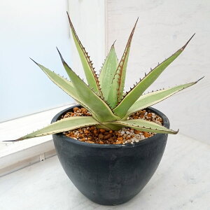 ϗtA/[]AKxFCvbT ֔@5A No.2