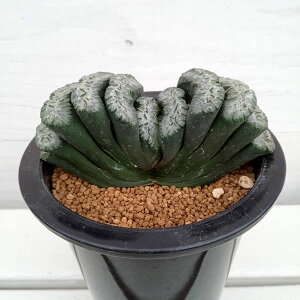 ϗtA/[IZ[]nI`A Fʐ rg̈iɑNΖ͗lj4