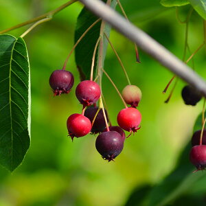 Ԗ ؂̕c/W[x[iAJUCt{NjFc3-3.5|bg