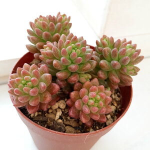 ϗtA/Z_FzCgXg[Nv@2.5