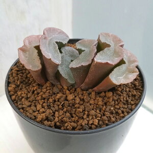 ϗtA/[IZ[]nI`AFʐ Lh 2.5