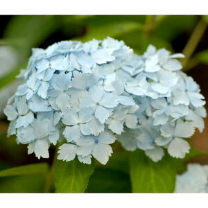 Ԗ ؂̕c/}AWTCFnituLiԐj3|bg