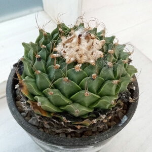 ϗtA/i킯jT{eFIuSjAEflOCi銥j423-01