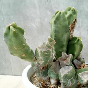 �ϗt�A��/[�I���Z�[��]�i�킯��������j�T�{�e���F���z�Z���E�X�i���\���j�u�����` 5�����A��