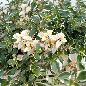 n[u̕c/^CFhXzCg2.5|bg