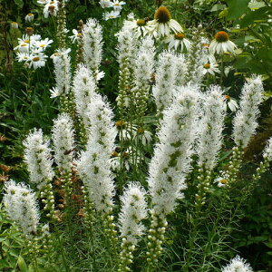 ���Ԃ̕c/���A�g���X �F�X�s�J�[�^�E�A���o�i���ԁj3-3.5���|�b�g