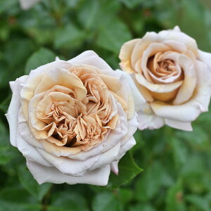 o̕c/fo[[YFEfEK[6pA*