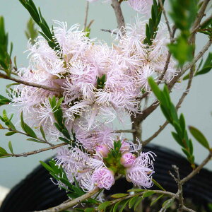 Ԗ ؂̕c/EJFRbgLfB[2.5|bg