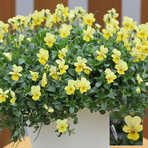 Ԃ̕c/[]MSKK[fɏփrIFt[bg@N[iCG[j3|bg 12Zbg