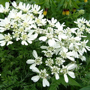 Ԃ̕c/[]IAiIjFOfBt[3-3.5|bg 24Zbg