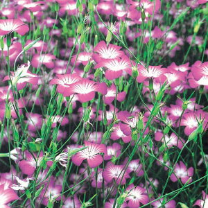 Ԃ̕c/AOXe}Fp[vNB[iNo.2j3|bg 2Zbg