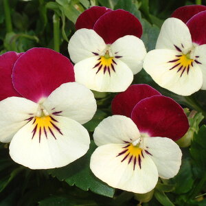 Ԃ̕c/[]|̃rIFj[̕P3-3.5|bg 24Zbg