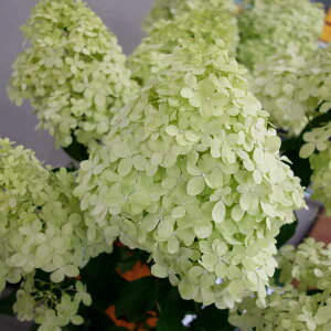 Ԗ ؂̕c/mEcMiЋ؁jFCCg7|bg90cm