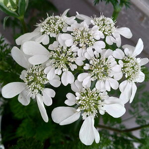 Ԃ̕c/IAiICj:zCg[X3-3.5|bg*