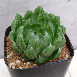 ϗtA/nI`AFGhLED(CgO[̔) 2.5